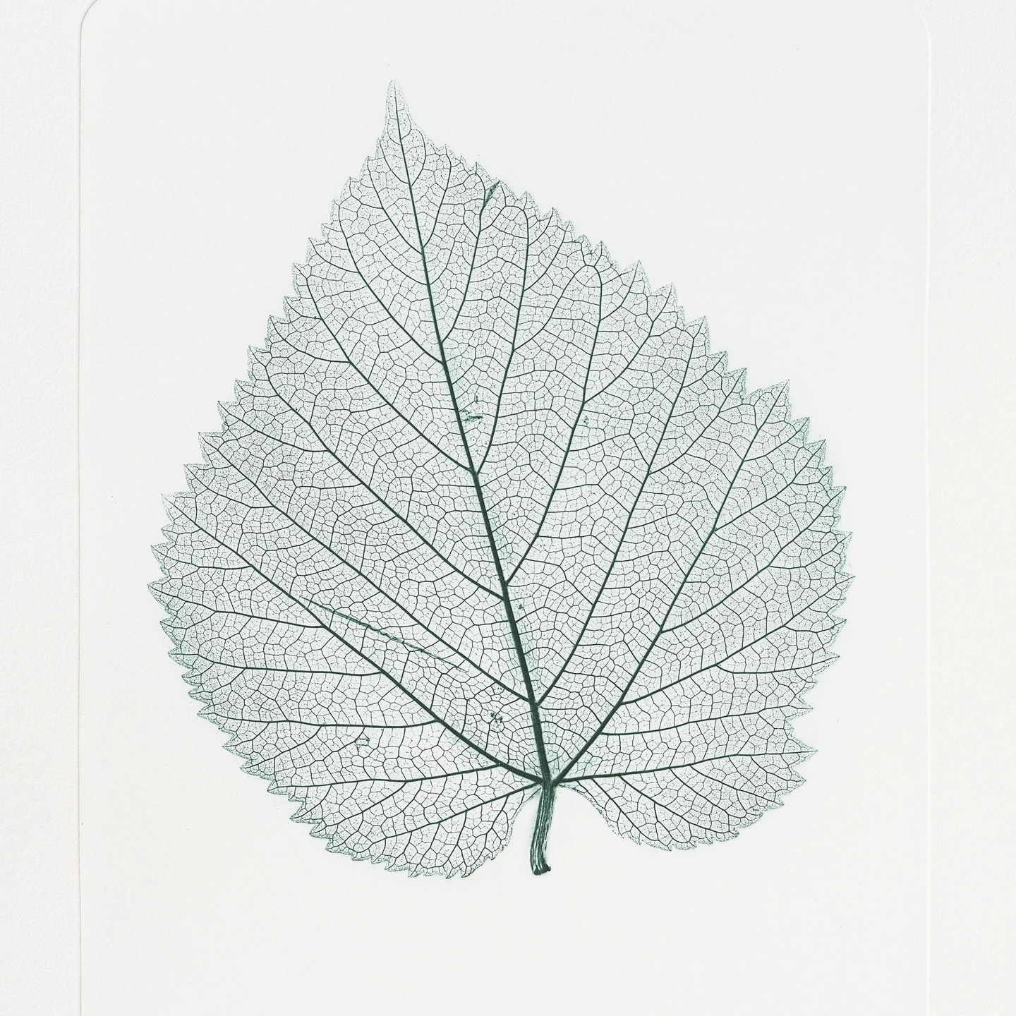 Black mulberry, Chelsea Physic Garden (Morus nigra). Nature printed